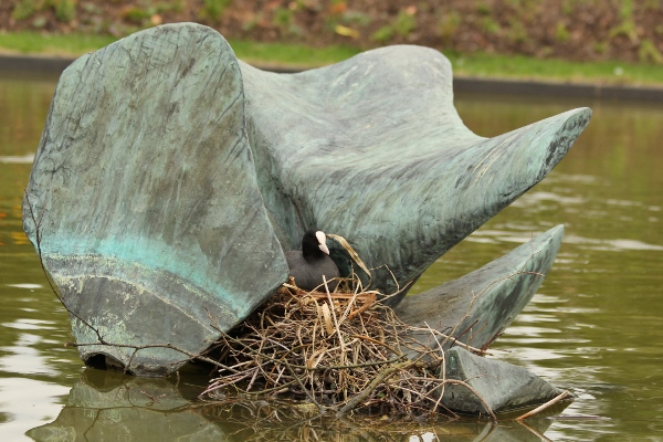 foulque macroule parc Floral vincennes Paris